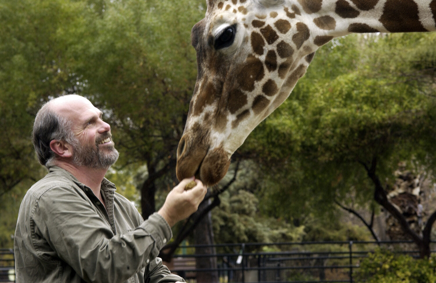 Danver, giraffe, Reid Park Zoo